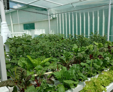 Automated Vegetable Cultivation